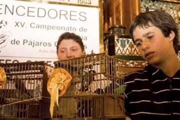 Kepa Arrizabalaga tiene un hobby muy poco frecuente entre futbolistas: es campeón de pájaros cantores de Vizcaya. La pasión viene de lejos. Su padre cría jilgueros y él, desde niño, disfrutaba con estas pequeñas aves.