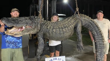Cazan a cocodrilo gigante en Estados Unidos: Es como un dinosaurio 