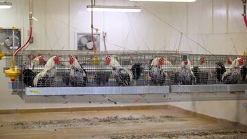 Health and animal welfare concerns fuel Europe’s continued ban on chlorine-washed poultry despite U.S. trade pressures.