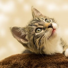 ¿Por qué los gatos tienen miedo a los pepinos?