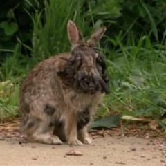 Así es el nuevo y peligroso virus que afecta a los conejos, a los infectados les salen “tentáculos” y “espinas” en la cara