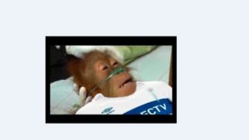 Las burlas tras la derrota de la UC