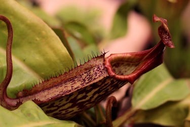 La planta que espanta a avispas y abejas de tu casa