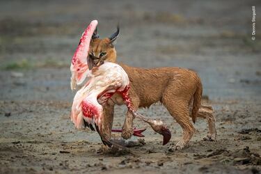 Dennis Stogsdill ganó la categoría 'Comportamiento: Mamíferos' con esta foto de un caracal comiendo un flamenco menor en el Parque Nacional del Serengeti, Tanzania.