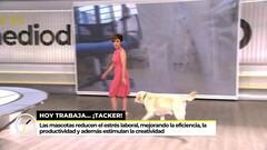 Sonsoles Onega es tendencia tras llevarse a su perro al plató de ‘Ya es mediodía’. TWITTER: @yaesmediodiatv