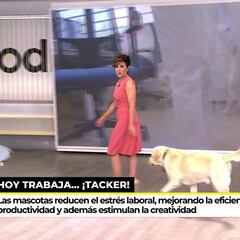 Sonsoles Ónega es tendencia tras llevar a su perro al plató de ‘Ya es mediodía’