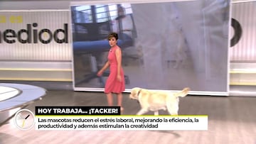 Sonsoles Onega es tendencia tras llevarse a su perro al plató de ‘Ya es mediodía’. TWITTER: @yaesmediodiatv