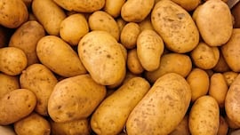 Alemania produce una cosecha récord de patatas y todos acuden en masa: “Misión de rescate”