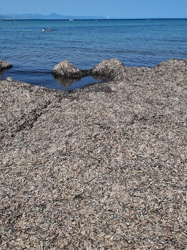 Toneladas de algas en descomposición en varias playas de Dénia generan preocupación en vecinos y turistas: “Esto es un peligro”