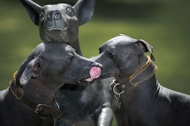 Día de Muertos 2023: origen y significado del perro Xoloitzcuintle