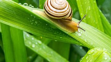 Invasive and destructive, slugs are every plant grower’s nightmare. One gardener shared a novel way of trapping the pesky molluscs.