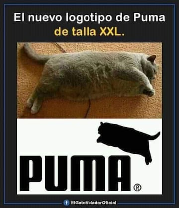 No te pierdas estos divertidos memes para conmemorar el 'Día Internacional del Gato' .