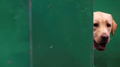 Got a dog? Don't miss out on these IRS tax deductions: See If you qualify