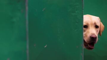 The golden retriever's gesture not only touched his family's hearts, but also went viral on social media, racking up millions of views.