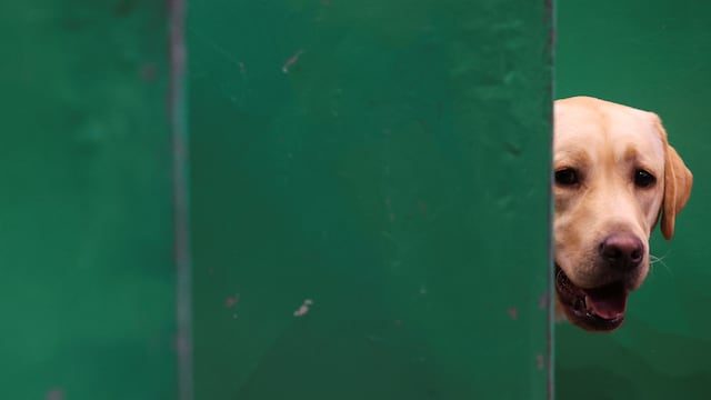 On National Golden Retriever Day, we look back at this dog’s gesture that not only touched his family’s hearts, but also went viral on social media.