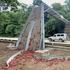 'Invasión' de cangrejos en Australia