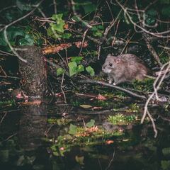 La ruta para ver ratas que se ha puesto de moda en Nueva York