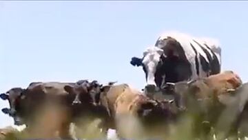 Este animal de 1,4 toneladas que se vio hace unos meses en Australia.