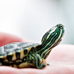 ¿Qué pasa si tengo peces o tortugas en casa con la nueva Ley de Bienestar Animal?