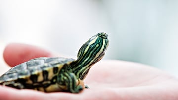 It's illegal to sell or distribute pet turtles with shells less than 4 inches long because they spread salmonella.