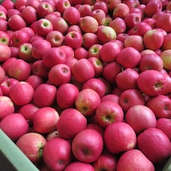 La manzana más crujiente y jugosa que vas a probar este año y además es súper cool