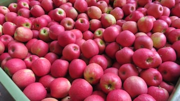 La manzana más crujiente y jugosa que vas a probar este año y además es súper cool