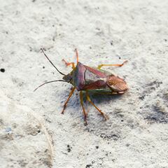 El triple golpe para acabar con las chinches para siempre