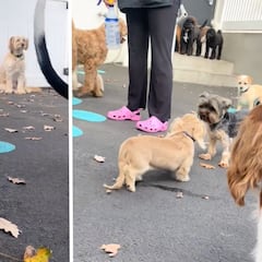 Así es Lincoln, el perro mezcla entre un Golden Retriever y un salchicha