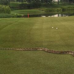¡Vaya susto! una pitón de dos metros detiene un partido de golf