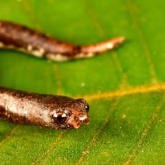 Los investigadores se topan con 27 nuevas especies en la selva: uno tiene una reputación mítica entre expertos