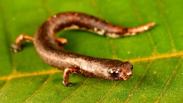 Los investigadores se topan con 27 nuevas especies en la selva: uno tiene una reputación mítica entre expertos