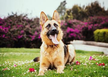 El pastro alemán es una de las razas más conocidas del mundo. Con  un aspecto musculoso y atento y una actitud noble y distante. Es una raza de perro a la que le encanta aprender y prestar mucha atención al adiestramiento.