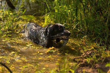Tras la Dama del Bosque - Scolopax rusticola