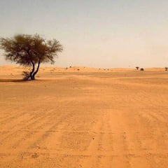 El misterio de los cientos de árboles descubiertos en el Sáhara