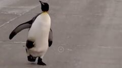 Pingüino rey en Río Grande