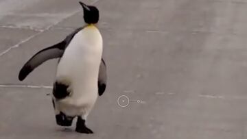 Pingüino rey en Río Grande