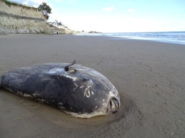 El hallazgo de un pez luna gigante en el hemisferio norte desconcierta a los científicos
