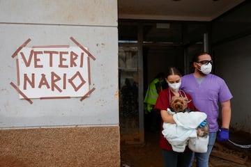 Dos voluntarios veterinarios llevan a un perro para que lo traten en un hospital, en Paiporta, Valencia.