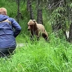 Graban una polémica 'no carga' de un oso sobre un excursionsita