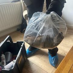 Las ciudades europeas donde está resurgiendo en sus calles uno de los animales más temidos: “Hay que cambiar la mentalidad”