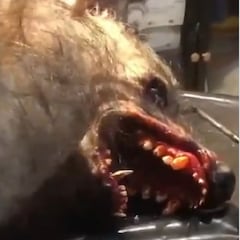 Las imágenes de un supuesto hombre lobo revolucionan las redes sociales