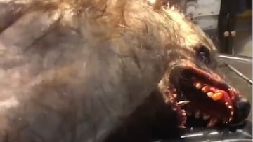 Las im¨¢genes de un supuesto hombre lobo revolucionan las redes sociales