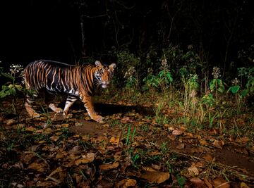 Es extremadamente complicado fotografiar tigres negros, como se conocen por sus rayas más anchas de lo normal. El fotógrafo por fin consiguió esta imagen en los 60 días que estuvo en la reserva de Similipal, en India.