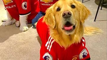 Alexis S&aacute;nchez viste a sus perros con la camiseta del Manchester United.