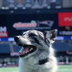 Conoce a Boyd, el peculiar miembro del equipo de campo de los Patriots