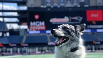 El equipo de campo de los Patriots tiene un peculiar miembro de cuatro patas y mucho pelo: Boyd, un perro rescatado. Aquí te contamos su historia.