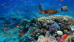 Mares Circulares: cómo formar parte de la comunidad que protege los océanos y ya cuenta con 23.319 voluntarios