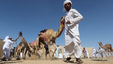 Carrera de camellos durante el Festival Sheikh Sultan Bin Zayed al-Nahyan, en el hipódromo de Shweihan en al-Ain en las afueras de Abu Dhabi.