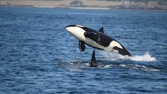 No humans, no radar: how AI protects orcas in British Columbia