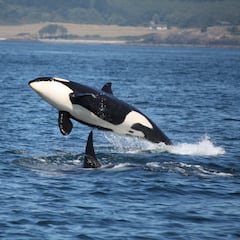 No humans, no radar: how AI protects orcas in British Columbia